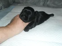 Teaka, a female Shih Tzu for sale in Woodfin, NC – Photo 4 of 5