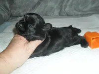 Teaka, a female Shih Tzu for sale in Woodfin, NC – Photo 2 of 5