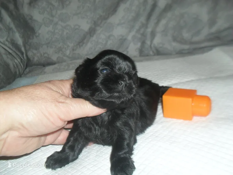 Teaka – Shih Tzu puppy for sale in Woodfin, NC