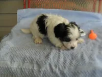 River, a female Morkie for sale in Woodfin, NC – 1 of 4