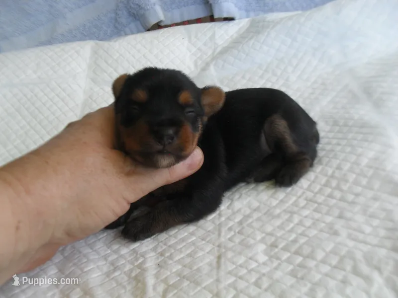 Porsha – Yorkshire Terrier puppy for sale in Woodfin, NC