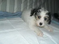 Gracie, a female Morkie for sale in Woodfin, NC – 3 of 5