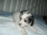 Gracie, a female Morkie for sale in Woodfin, NC – 5 of 5