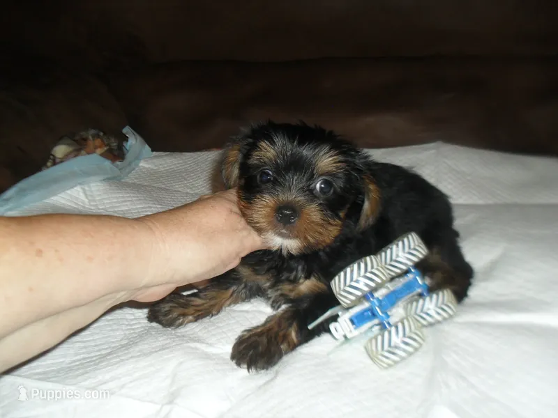 Razor – Yorkshire Terrier puppy for sale in Woodfin, NC