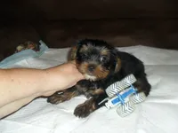 Razor, a male Yorkshire Terrier for sale in Woodfin, NC – 1 of 5