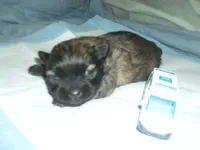 Ace, a male Shih Tzu for sale in Woodfin, NC – 4 of 4