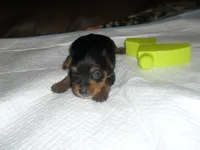 Remi, a female Yorkshire Terrier for sale in Woodfin, NC – 2 of 5