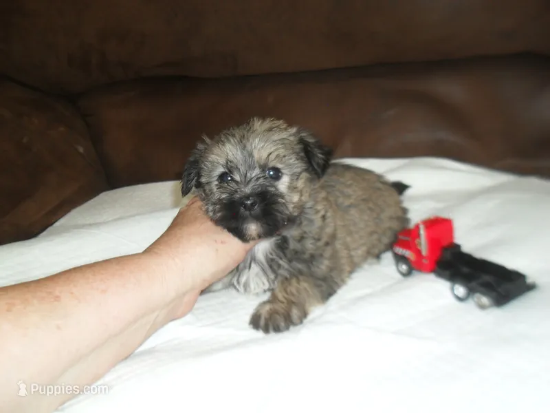 Chase – Yorkshire Terrier, Malchi puppy for sale in Woodfin, NC