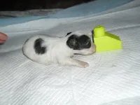 Tia, a female Morkie for sale in Woodfin, NC – 2 of 5
