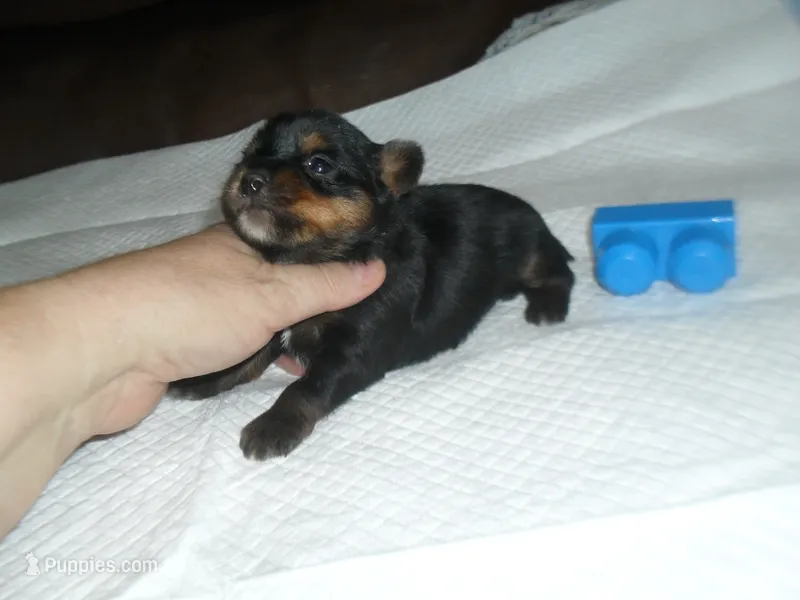 Razor – Yorkshire Terrier puppy for sale in Woodfin, NC