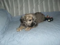 Chase, a male Yorkshire Terrier and Malchi for sale in Woodfin, NC – 1 of 5