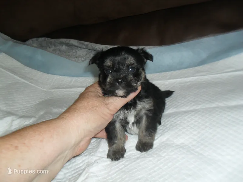 Toby – Yorkshire Terrier, Malchi puppy for sale in Woodfin, NC