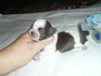 River, a male Mal Shi for sale in Woodfin, NC – 1 of 5