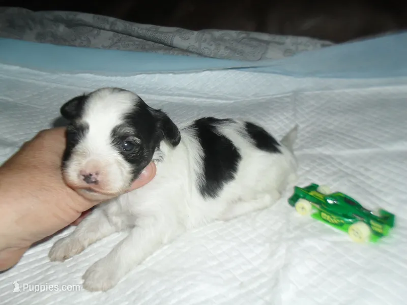 Spike – Morkie puppy for sale in Woodfin, NC