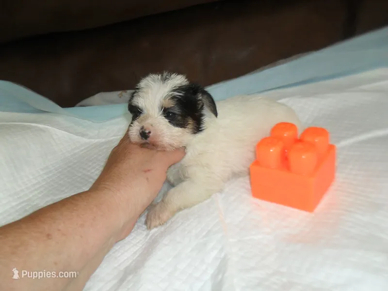 Gracie – Morkie puppy for sale in Woodfin, NC