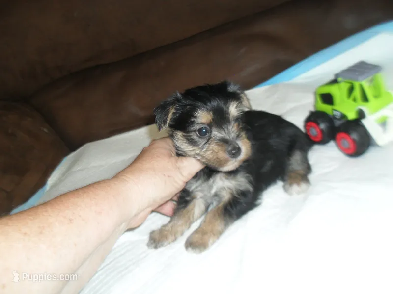 Razor – Morkie puppy for sale in Woodfin, NC