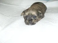 Teaka, a female Yorkshire Terrier and Malchi for sale in Woodfin, NC – 1 of 5