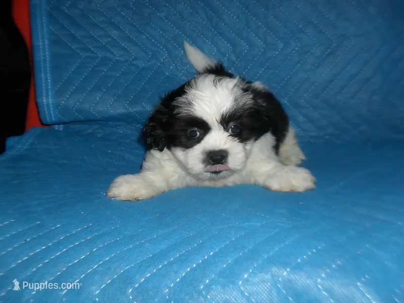 Spider – Shih Tzu puppy for sale in Woodfin, NC