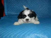 Spider, a male Shih Tzu for sale in Woodfin, NC – 1 of 5