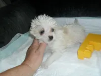 Tabby, a female Morkie for sale in Woodfin, NC – 3 of 4