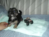 Toby, a male Yorkshire Terrier and Malchi for sale in Woodfin, NC – 3 of 5