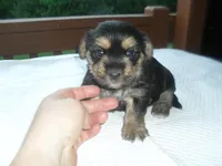 Gypsi, a female Morkie for sale in Woodfin, NC – Photo 2 of 5