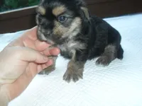 Gypsi, a female Morkie for sale in Woodfin, NC – Photo 3 of 5