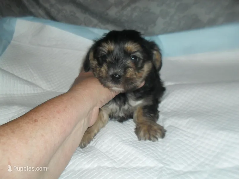 Gypsi – Morkie puppy for sale in Woodfin, NC