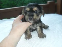 Gypsi, a female Morkie for sale in Woodfin, NC – Photo 4 of 5