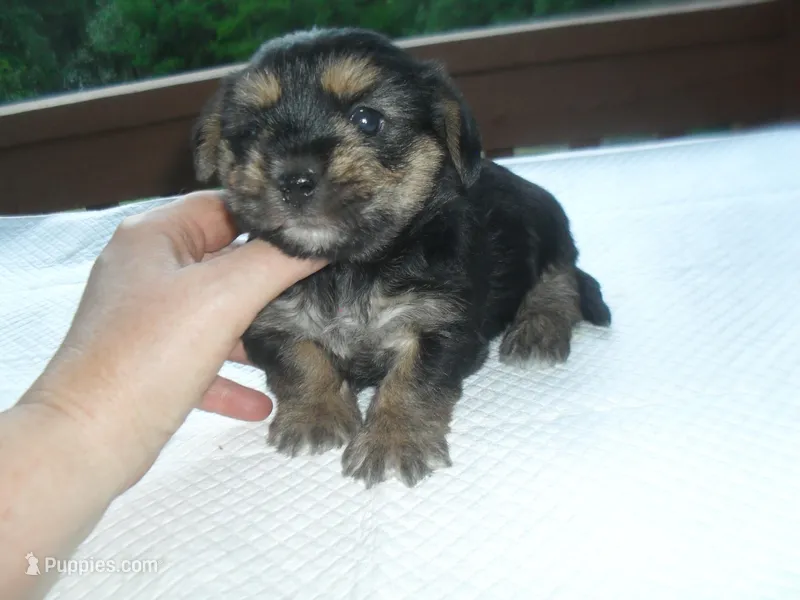 Gypsi – Morkie puppy for sale in Woodfin, NC