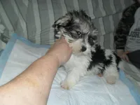 Tiger, a male Yorkshire Terrier and Mal Shi for sale in Woodfin, NC – Photo 2 of 4