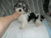 Tiger, a male Yorkshire Terrier and Mal Shi for sale in Woodfin, NC – Photo 1 of 4