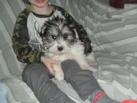 Tiger, a male Yorkshire Terrier and Mal Shi for sale in Woodfin, NC – Photo 4 of 4