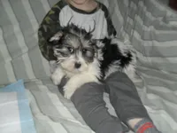 Tiger, a male Yorkshire Terrier and Mal Shi for sale in Woodfin, NC – Photo 3 of 4