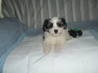 River, a male Morkie for sale in Woodfin, NC – 3 of 5