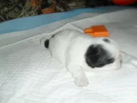 Jade, a female Shih Tzu for sale in Woodfin, NC – 4 of 5