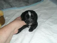 River, a male Morkie for sale in Woodfin, NC – Photo 4 of 5
