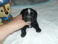 River, a male Morkie for sale in Woodfin, NC – Photo 1 of 5