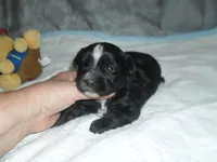 River, a male Morkie for sale in Woodfin, NC – Photo 5 of 5