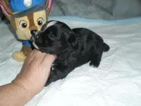 River, a male Morkie for sale in Woodfin, NC – Photo 2 of 5