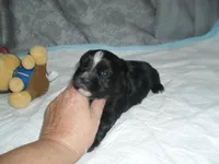 River, a male Morkie for sale in Woodfin, NC – Photo 3 of 5