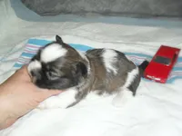 Ryker, a male Shih Tzu for sale in Woodfin, NC – Photo 2 of 5