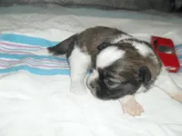 Ryker, a male Shih Tzu for sale in Woodfin, NC – Photo 3 of 5
