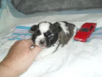 Ryker, a male Shih Tzu for sale in Woodfin, NC – Photo 4 of 5
