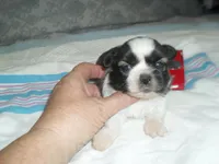 Ryker, a male Shih Tzu for sale in Woodfin, NC – Photo 5 of 5