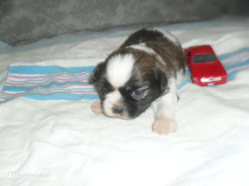 Ryker – Shih Tzu puppy for sale in Woodfin, NC
