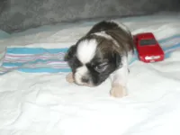 Ryker, a male Shih Tzu for sale in Woodfin, NC – Photo 1 of 5