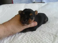 Porsha, a female Yorkshire Terrier for sale in Woodfin, NC – 3 of 5