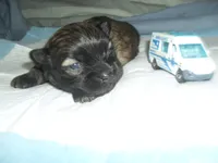 Ace, a male Shih Tzu for sale in Woodfin, NC – 2 of 4