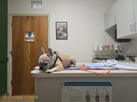 Koko, a male French Bulldog for sale in Cocoa, FL – 2 of 5